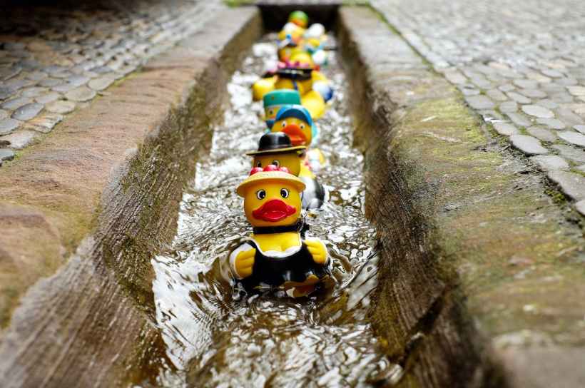 yellow duckies in line on a concrete floor