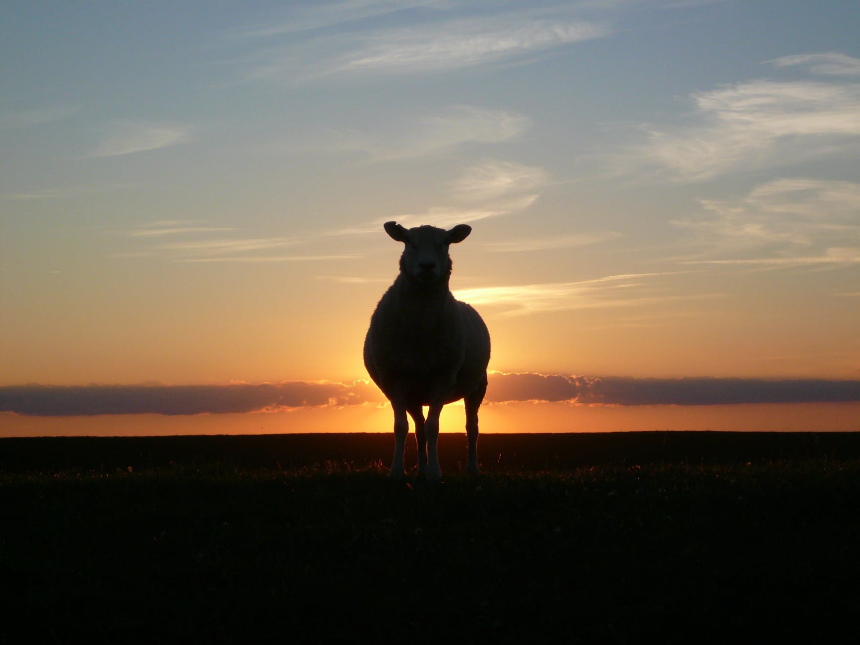 sunset sheep royalty free north sea