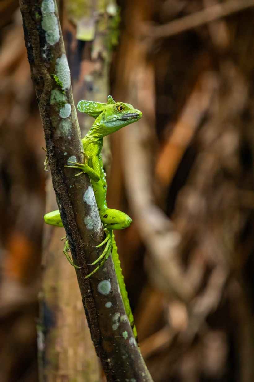 selective focus photography of green lizard on tree