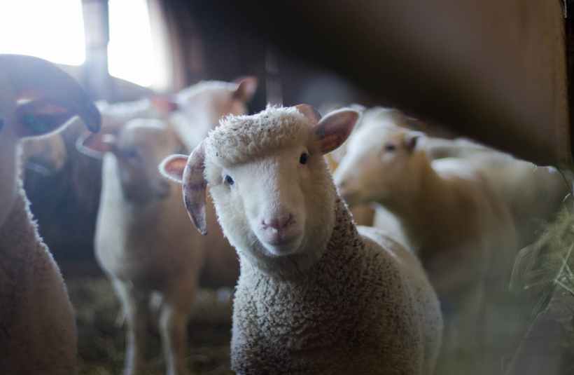 agriculture animals baby blur
